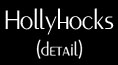 Hollyhocks detail